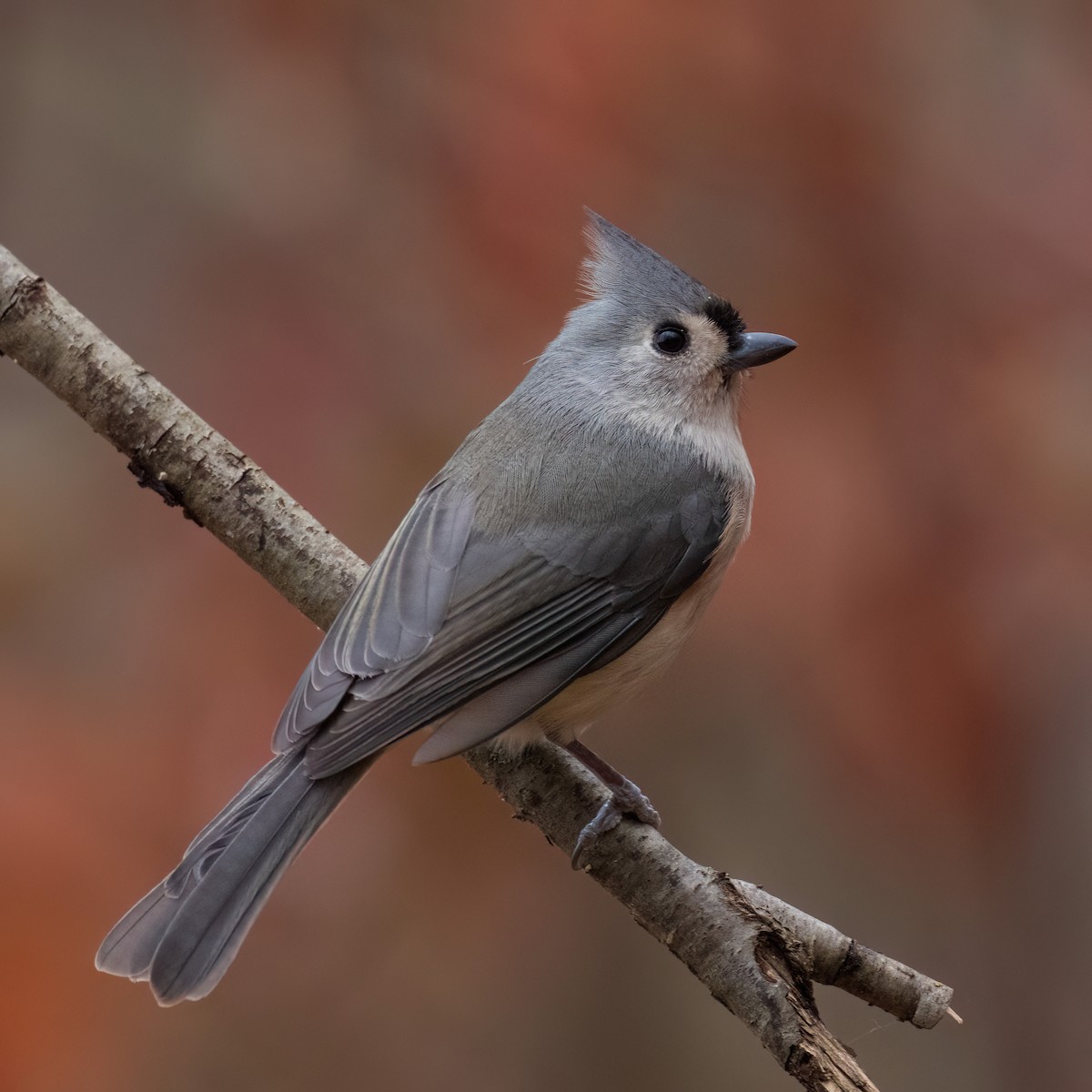 Grauhäubchenmeise - ML646270459