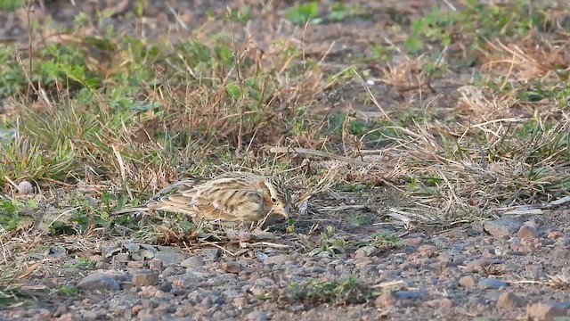 Chestnut-collared Longspur - ML646270461