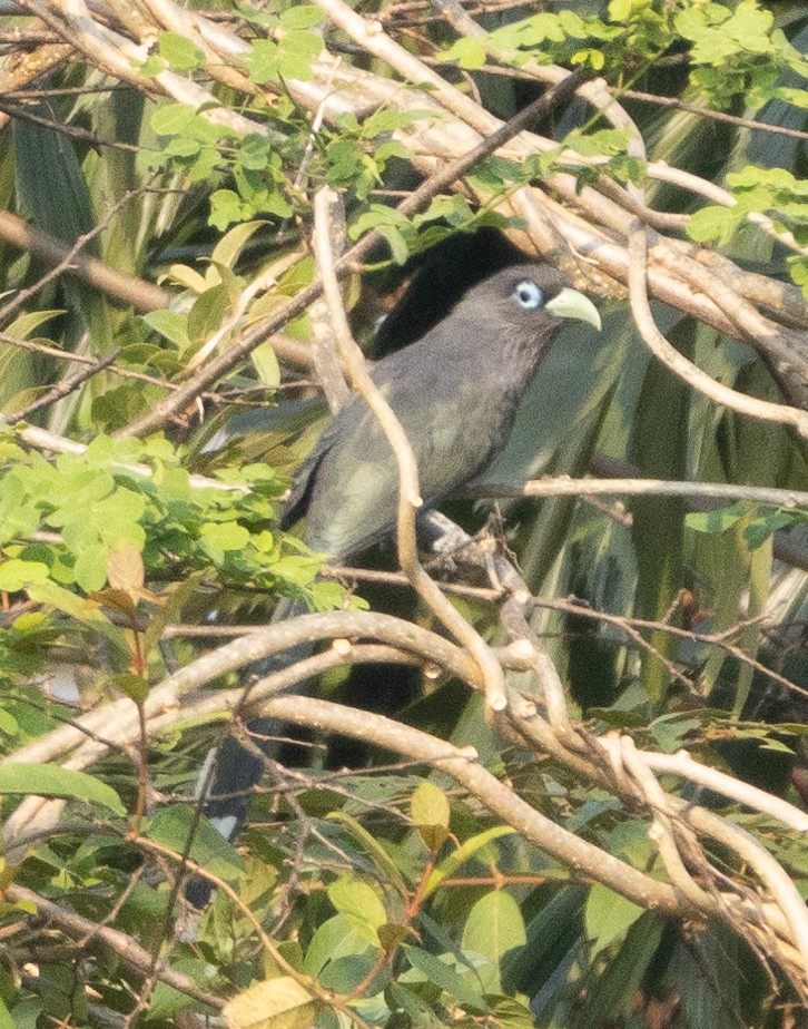 Blue-faced Malkoha - ML646270462