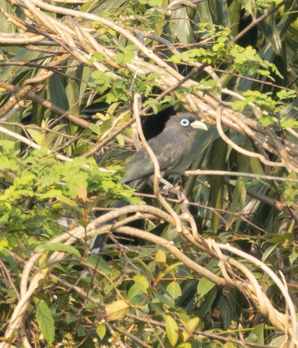 Blue-faced Malkoha - ML646270463