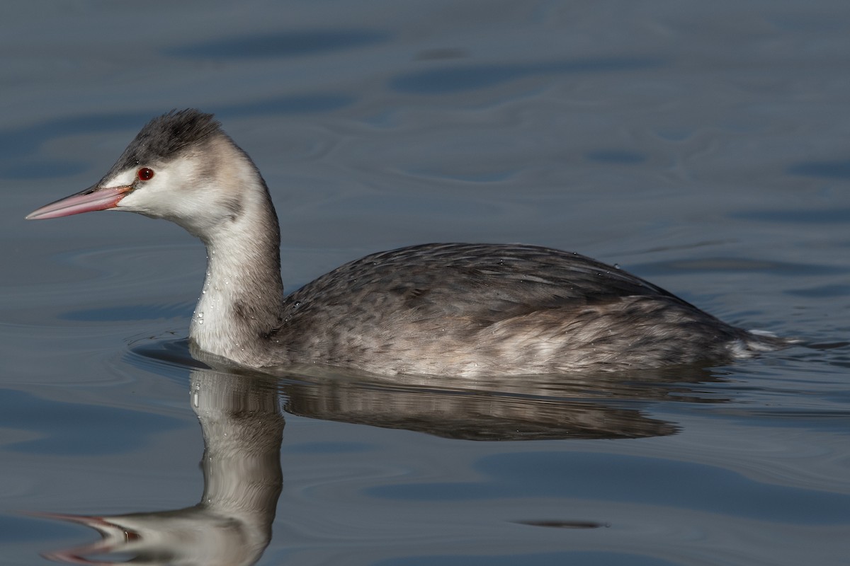 冠鸊鷉 - ML646270466