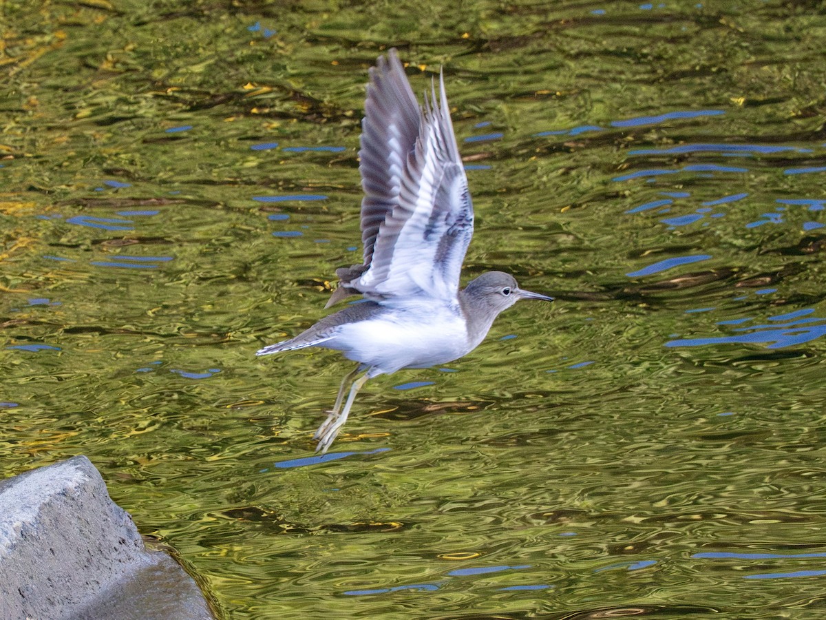 磯鷸 - ML646270467