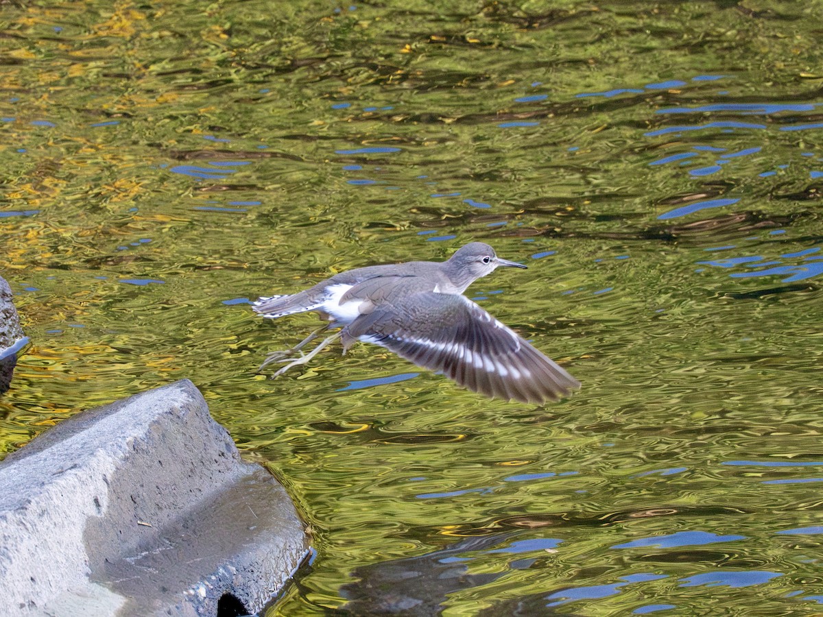 磯鷸 - ML646270468