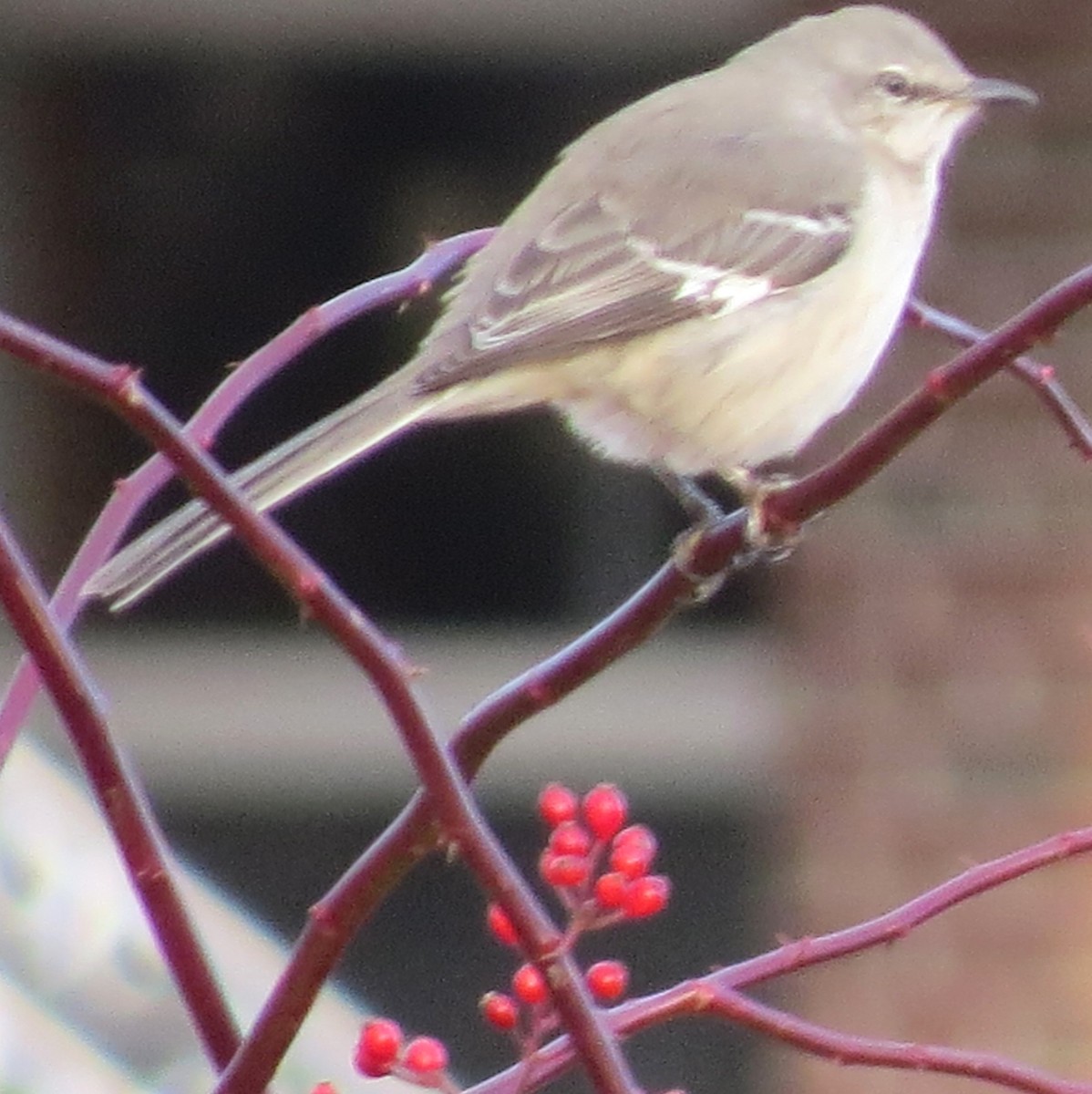Northern Mockingbird - ML646270473