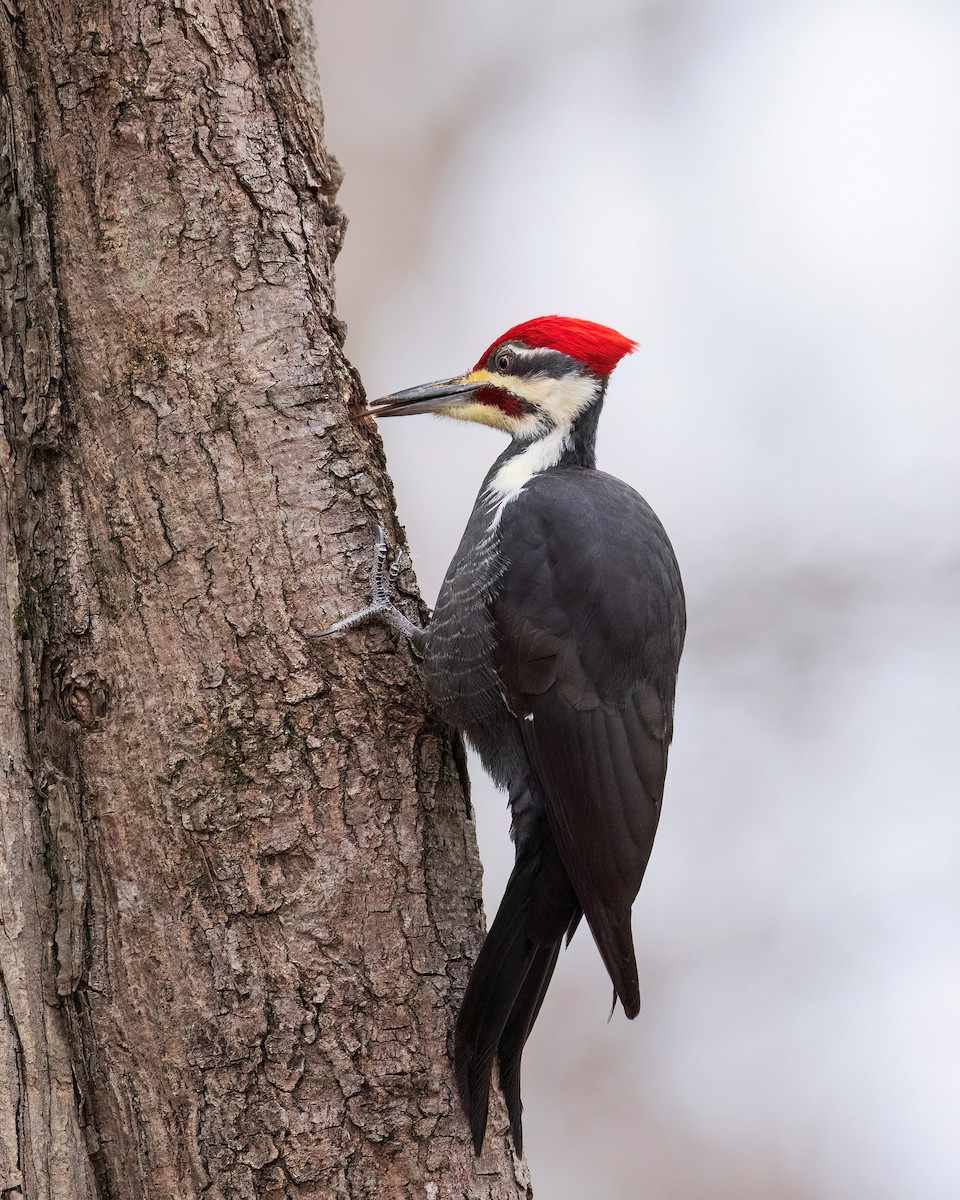 Pileated Woodpecker - ML646270475