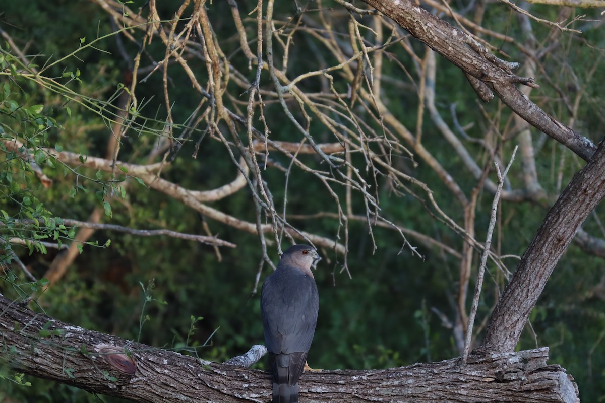 Cooper's Hawk - ML646270476