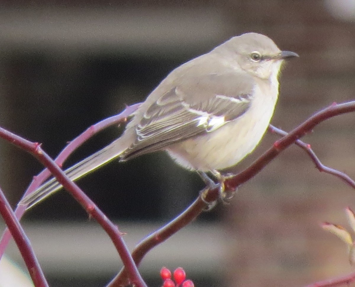 Northern Mockingbird - ML646270477