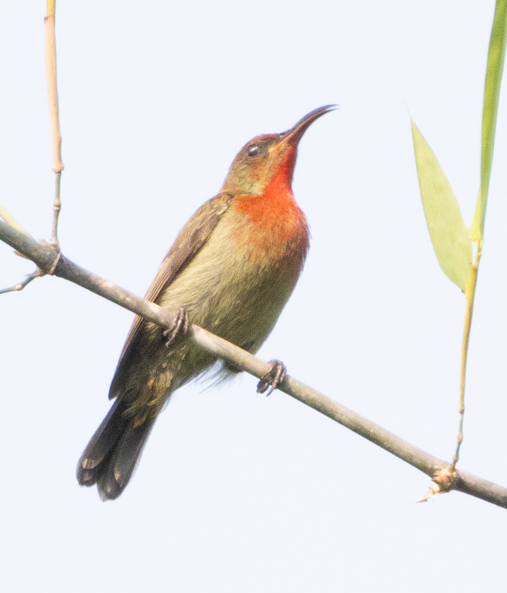 Vigors's Sunbird - ML646270479