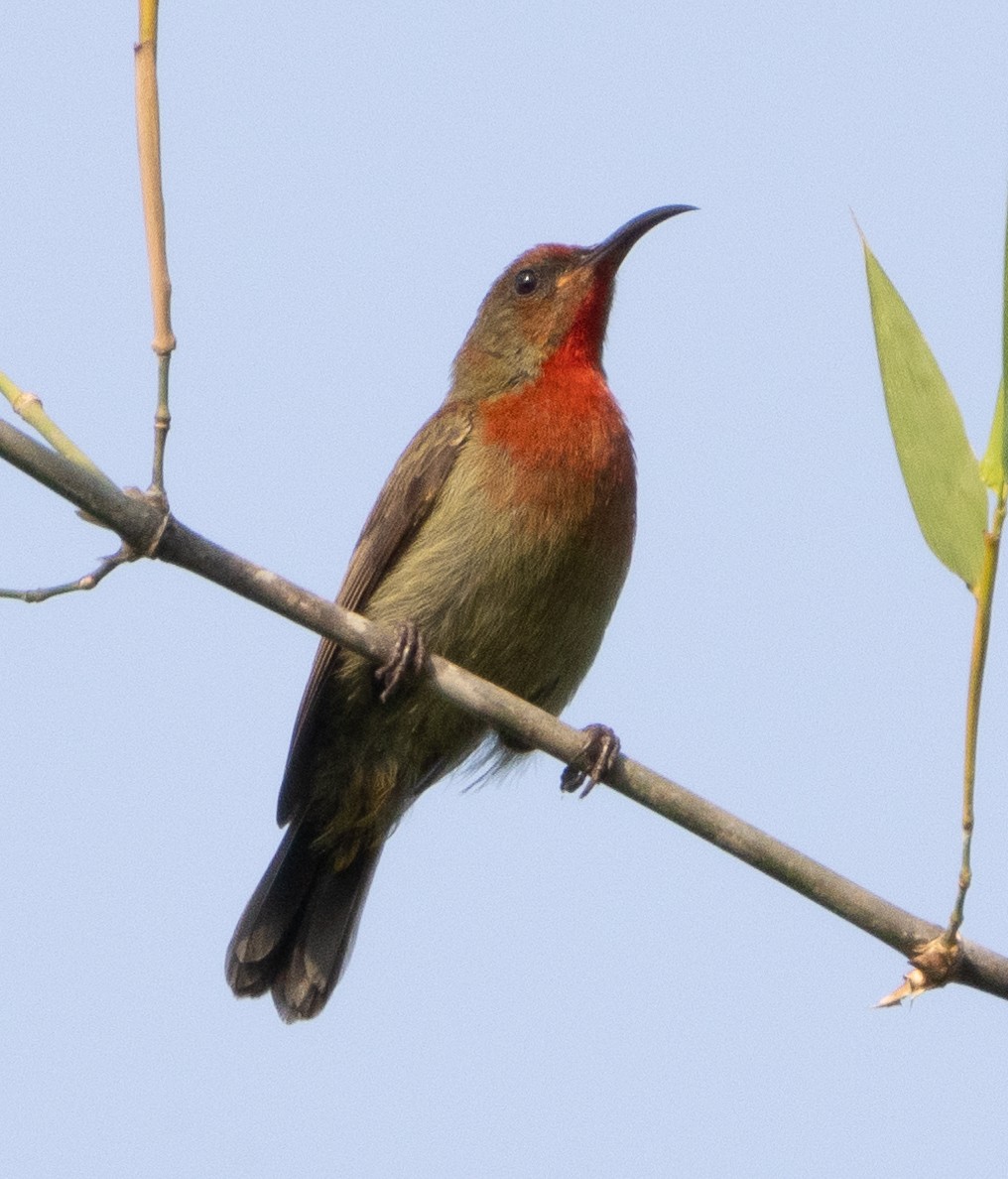 Vigors's Sunbird - ML646270480