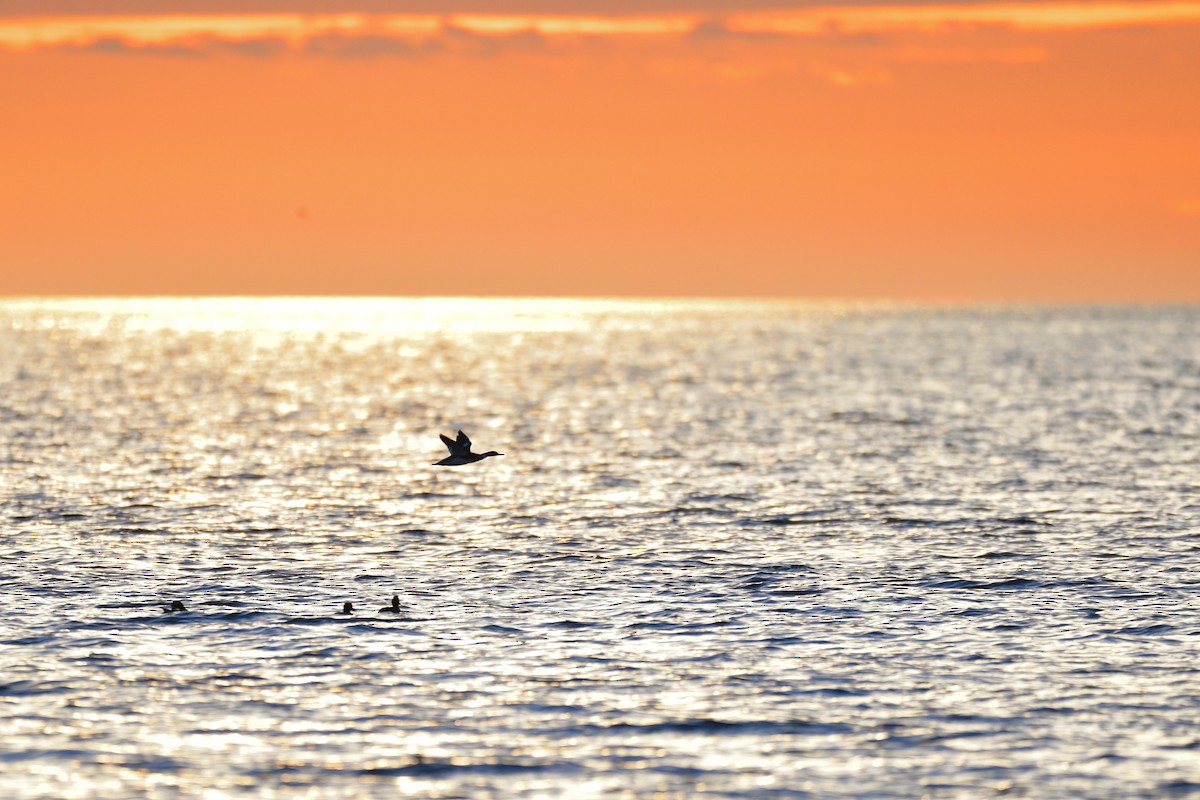 紅胸秋沙 - ML646270481