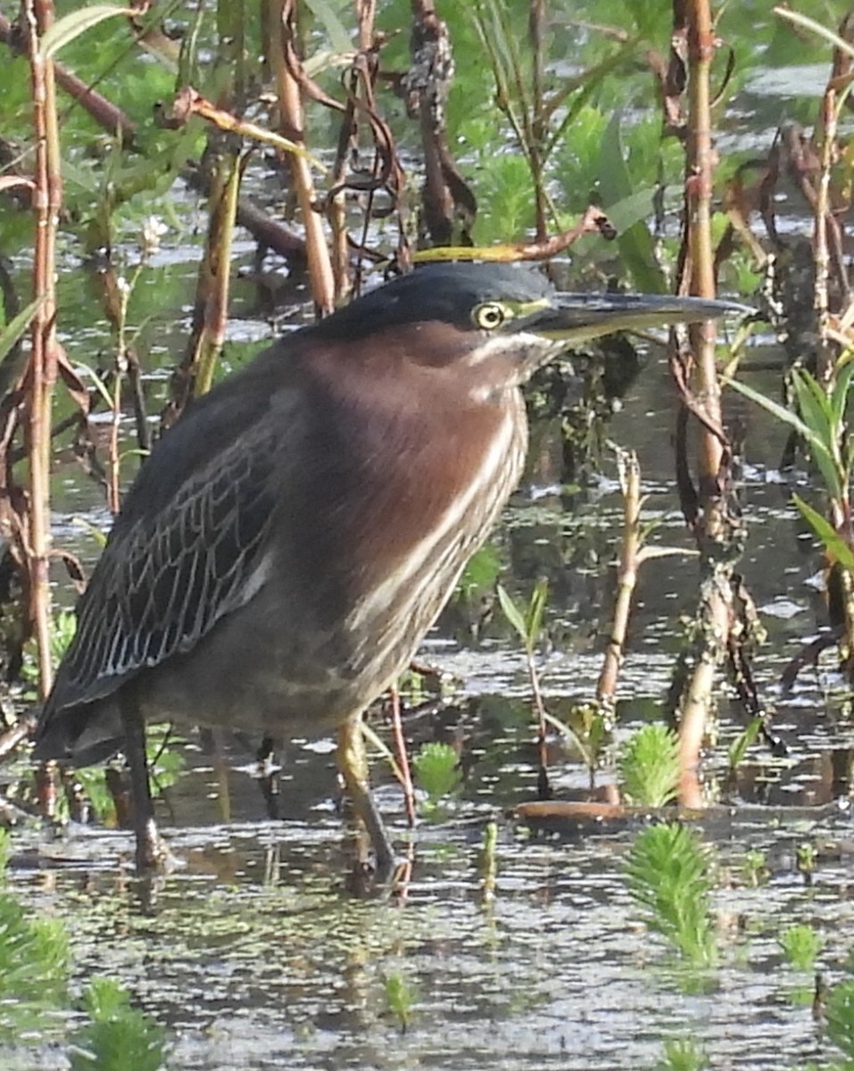 Green Heron - ML646270482