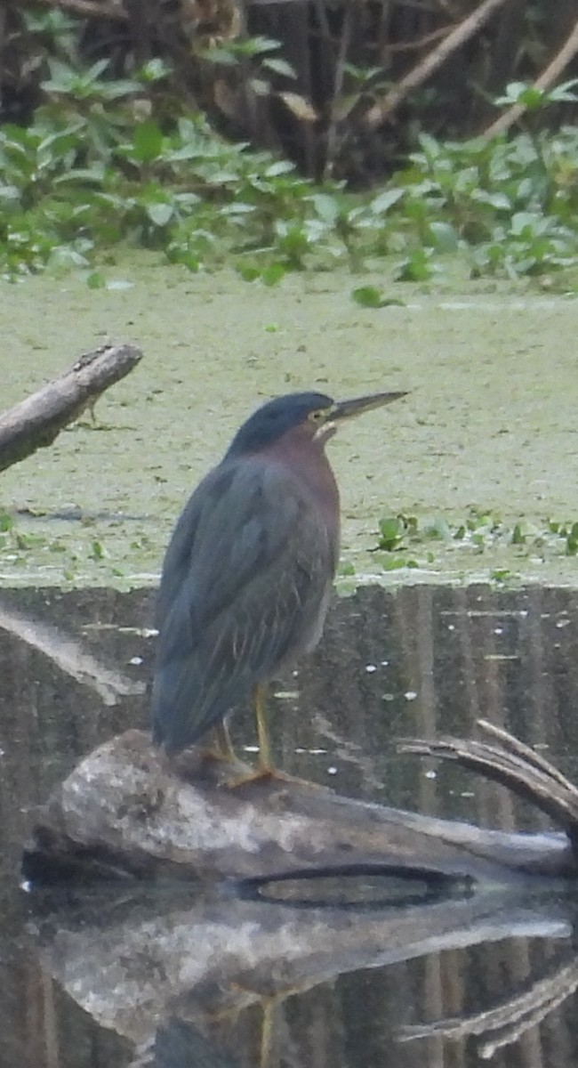 Green Heron - ML646270483