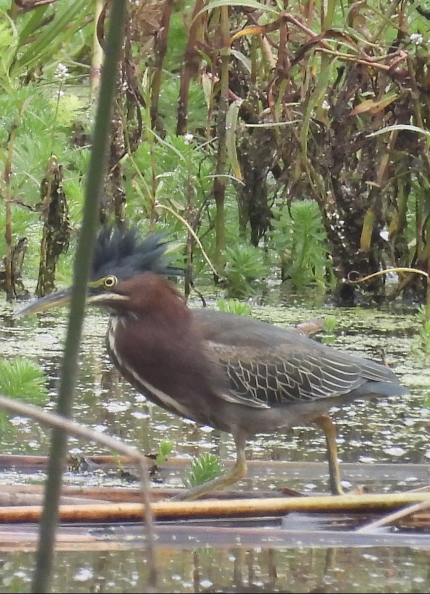 Green Heron - ML646270484