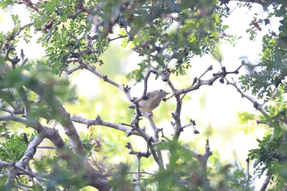 Ruby-crowned Kinglet - ML646270485