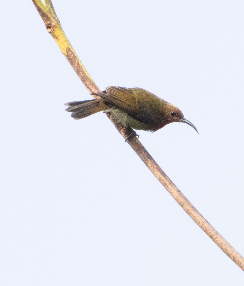 Vigors's Sunbird - ML646270487