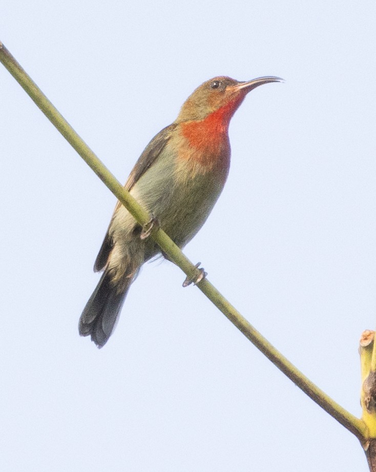 Vigors's Sunbird - ML646270488