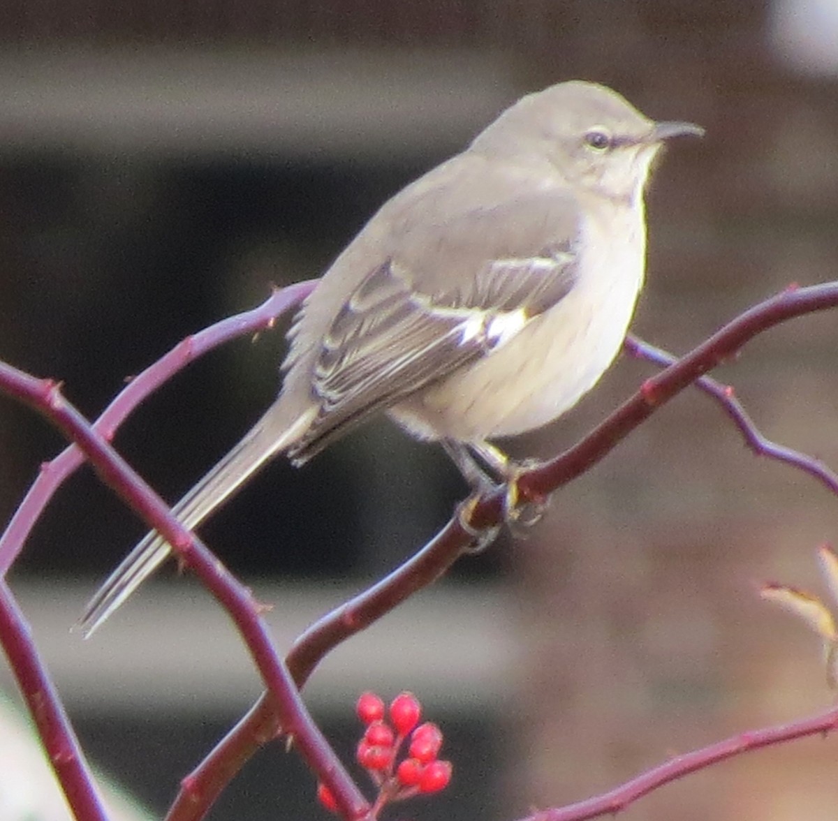 Northern Mockingbird - ML646270489