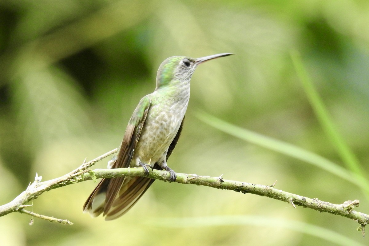 Scaly-breasted Hummingbird - ML646270490