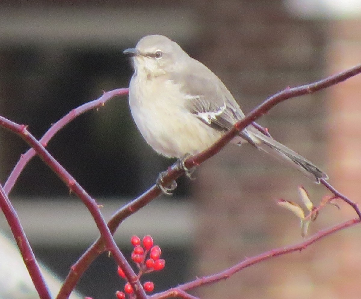 Northern Mockingbird - ML646270492