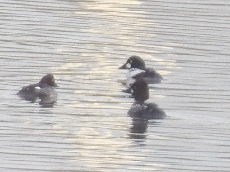 鵲鴨 - ML646270493