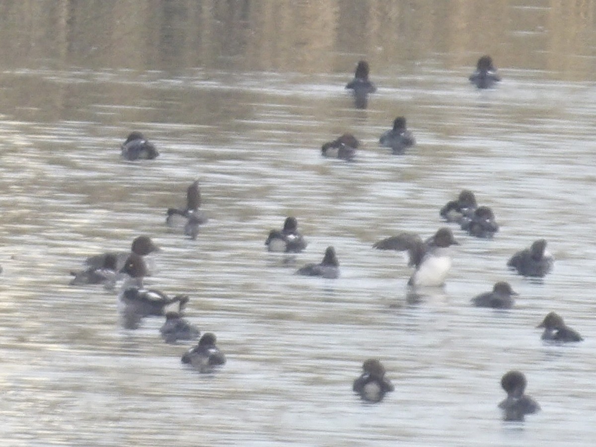 鵲鴨 - ML646270494