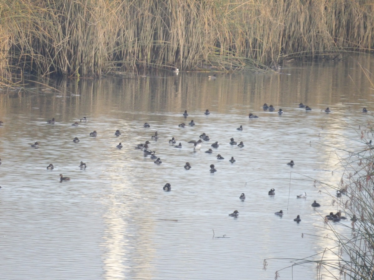 鵲鴨 - ML646270495