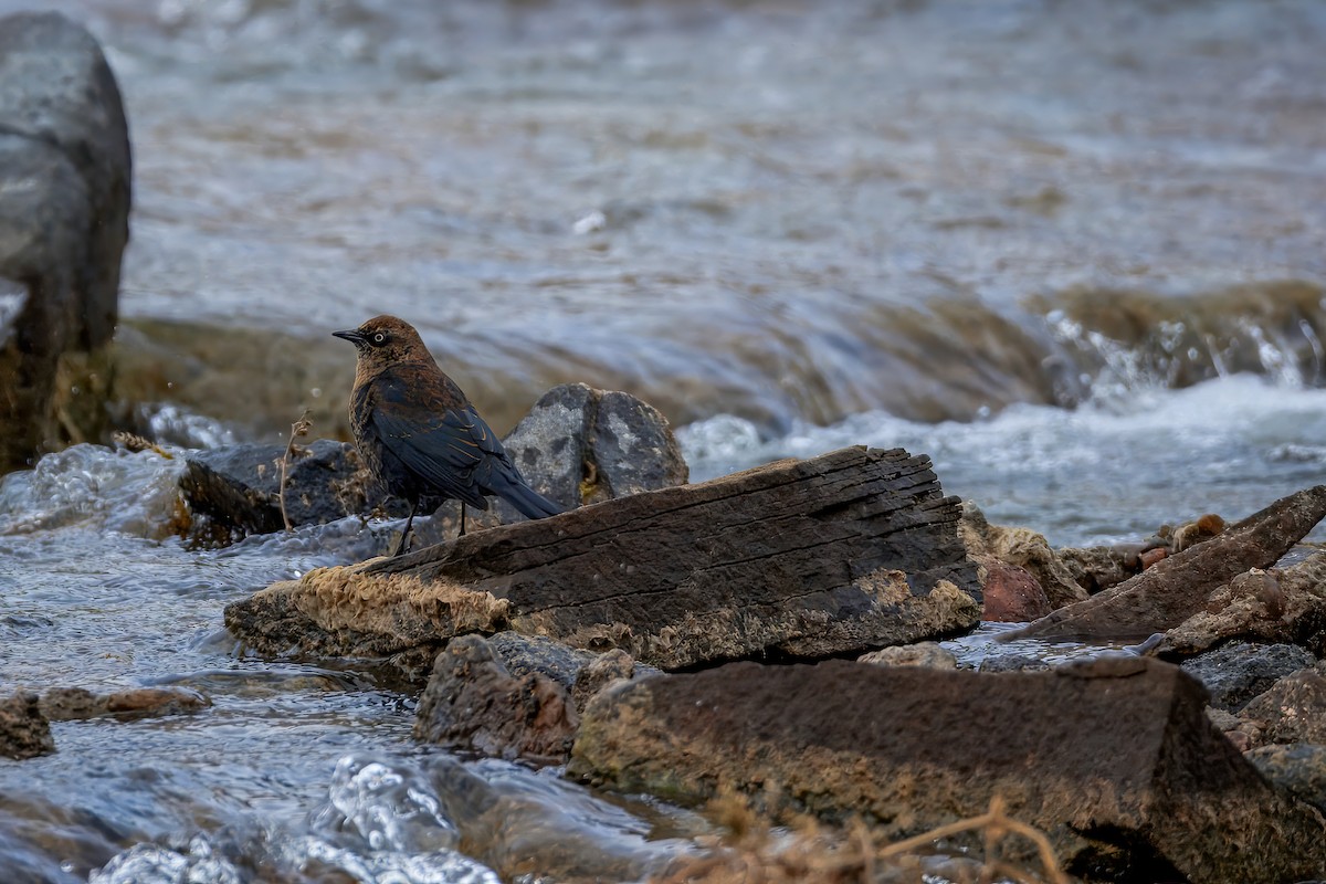 Rusty Blackbird - ML646270496