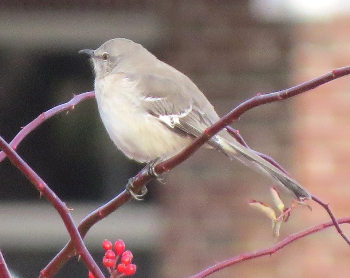 Northern Mockingbird - ML646270497
