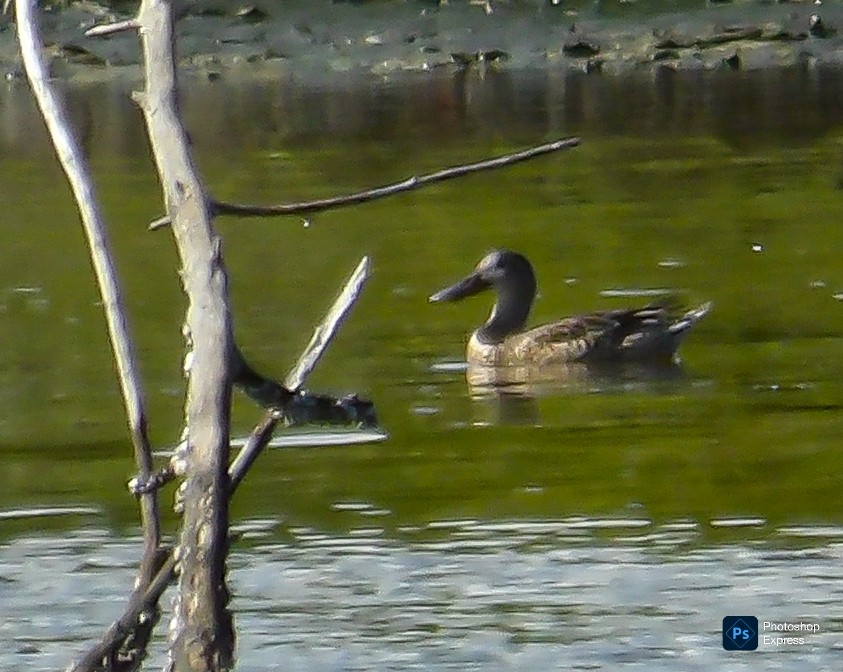 Northern Shoveler - ML646270500