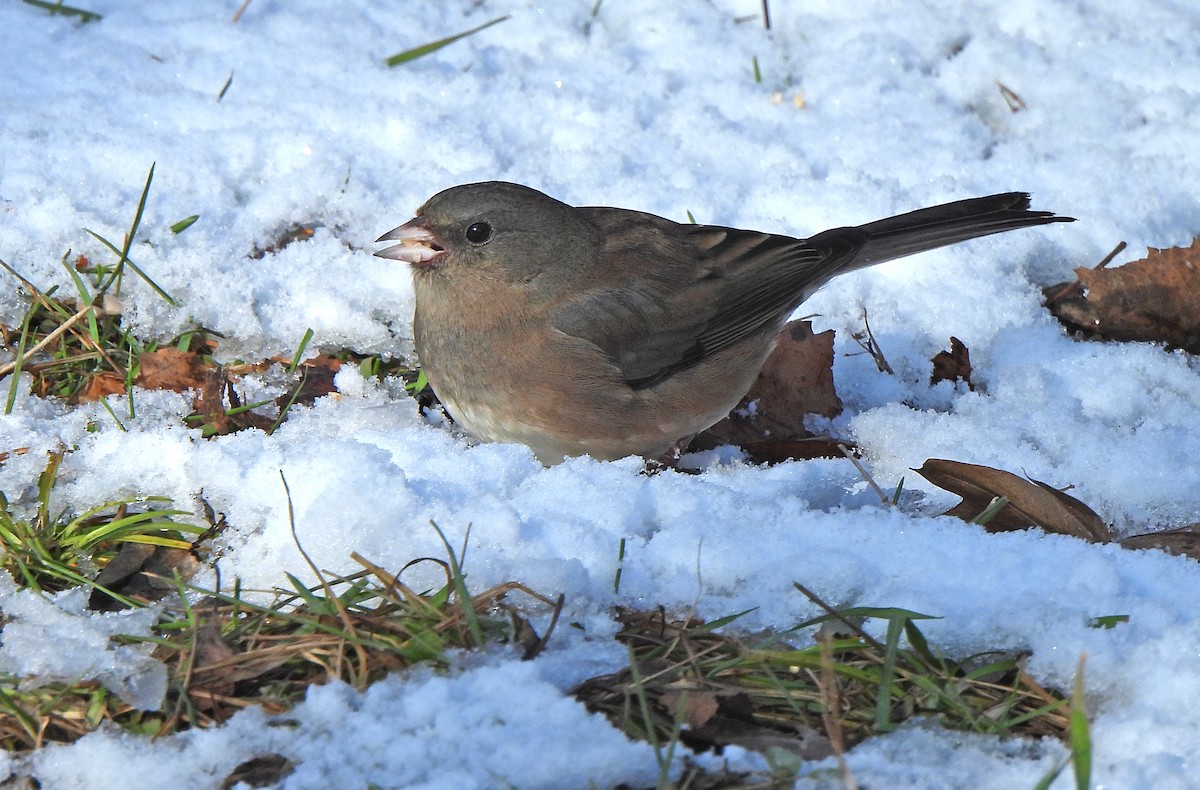 Junco Ojioscuro - ML646270504