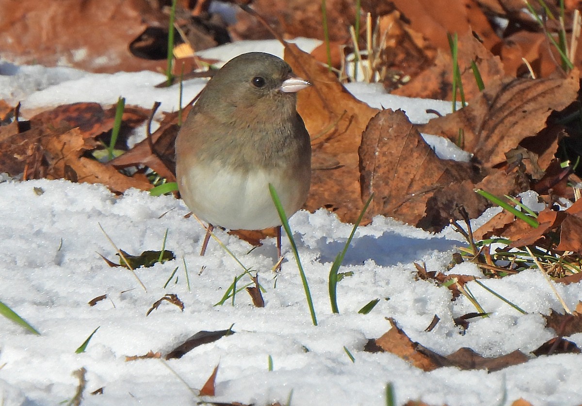 Junco Ojioscuro - ML646270512