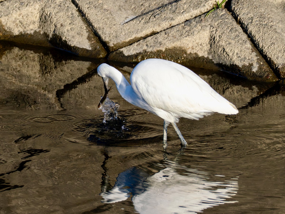 小白鷺 - ML646270517