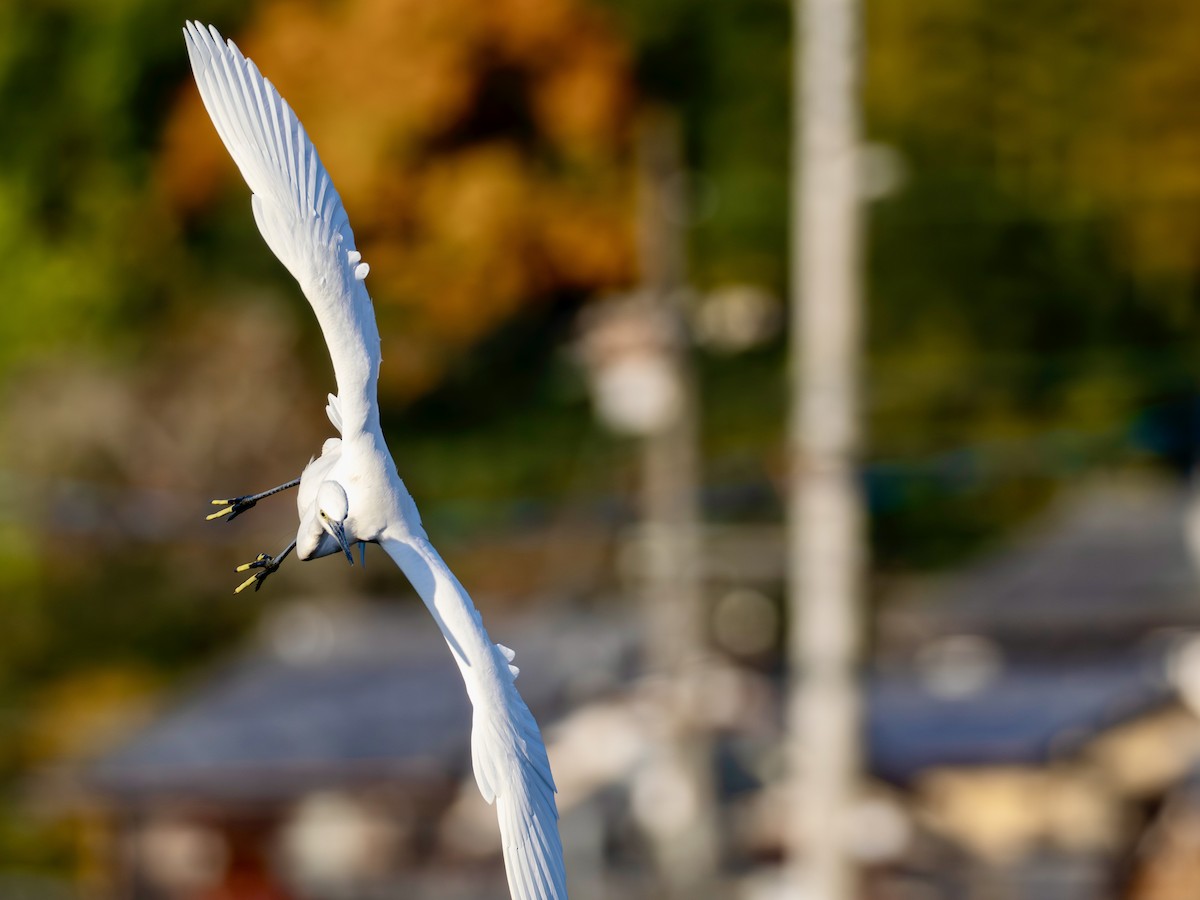 小白鷺 - ML646270518