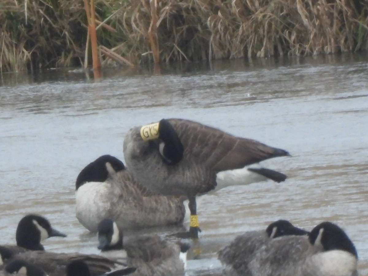 Oca canadese maggiore - ML646270520