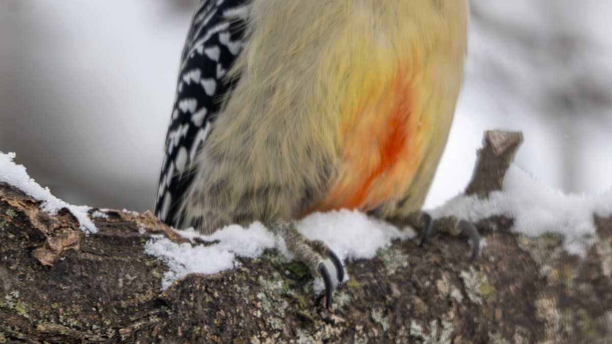 Red-bellied Woodpecker - ML646270521