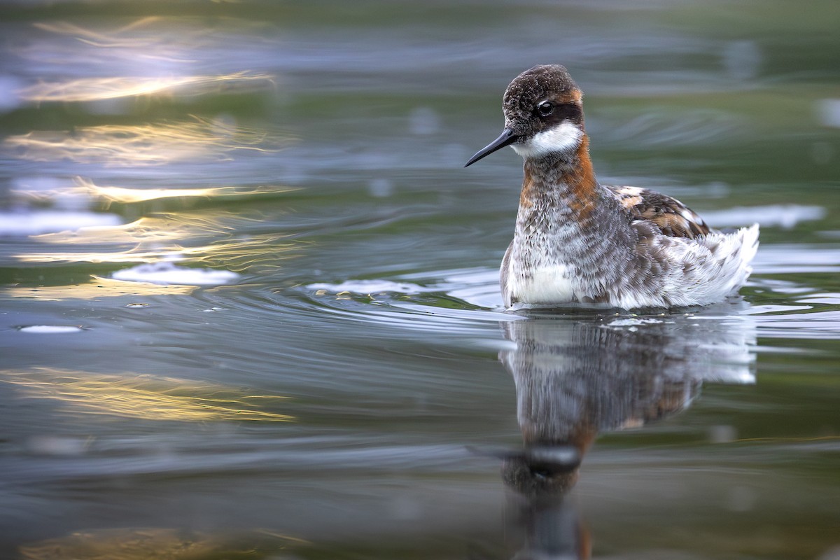 Red-necked Phalarope - ML646270526