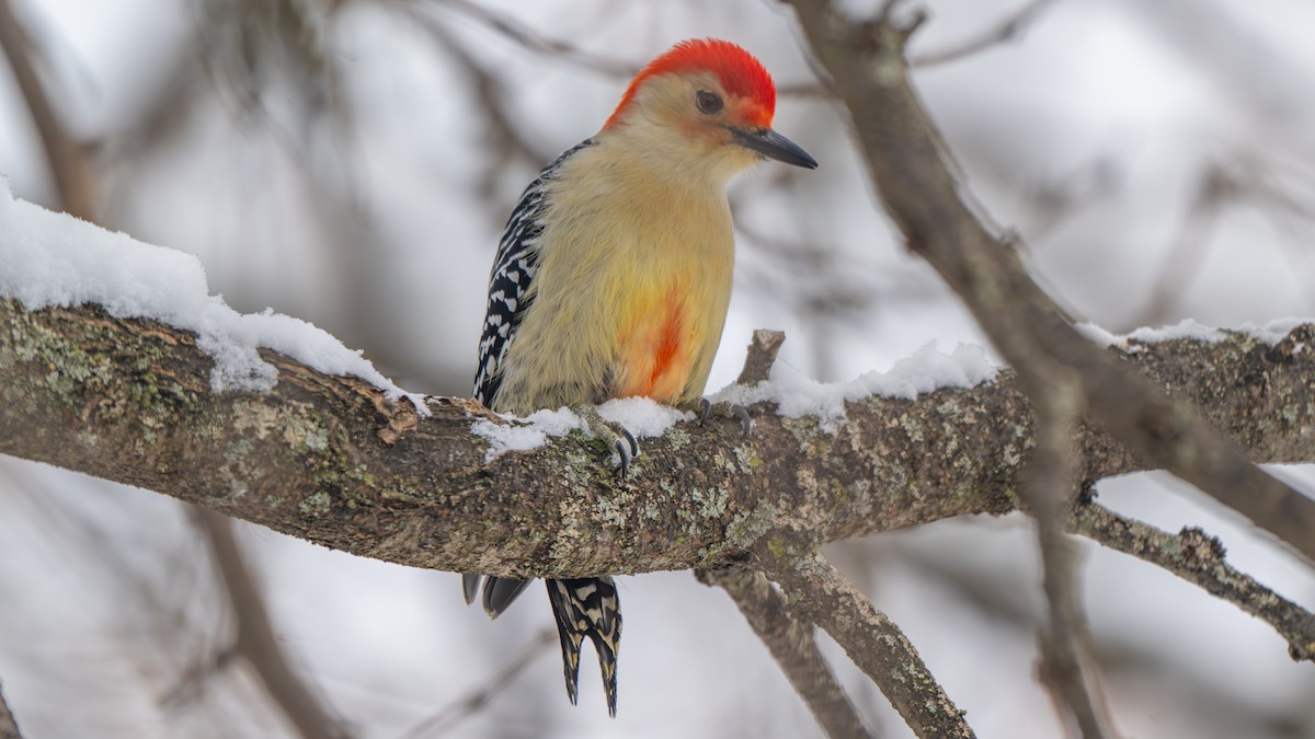 Red-bellied Woodpecker - ML646270527