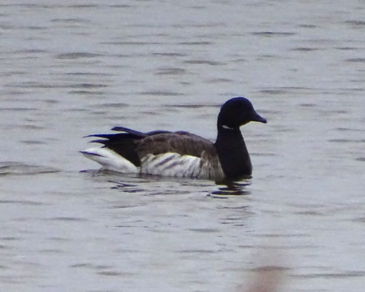 Brant - ML646270532