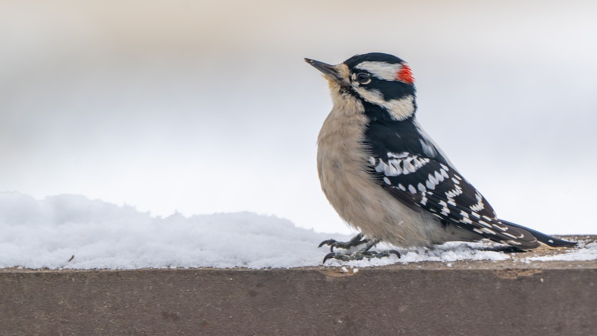 Downy Woodpecker - ML646270536