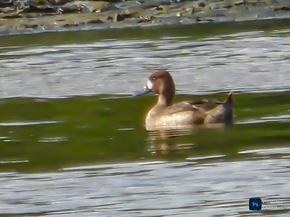 コスズガモ - ML646270537