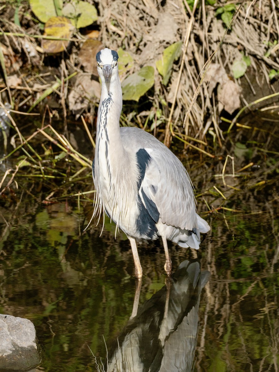 蒼鷺 - ML646270539