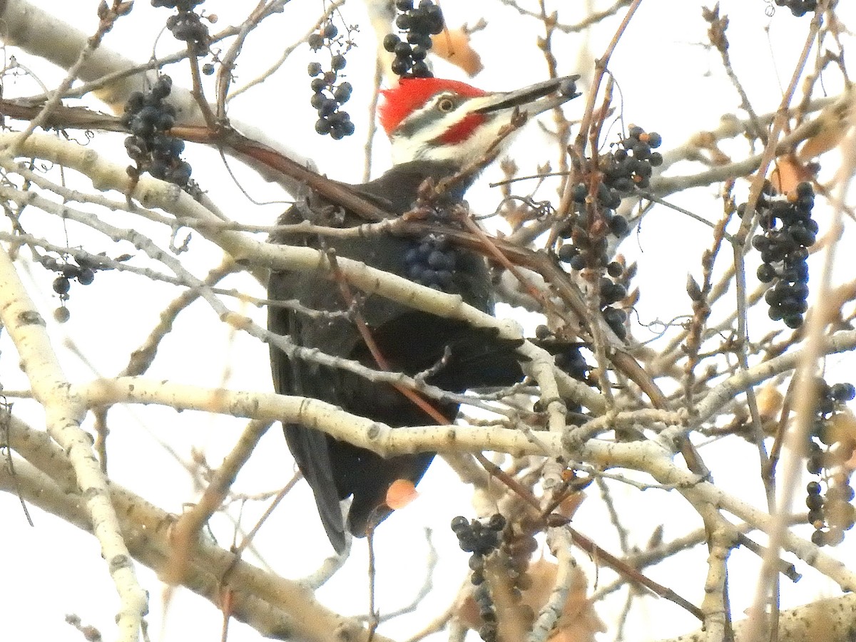 Pileated Woodpecker - ML646270541