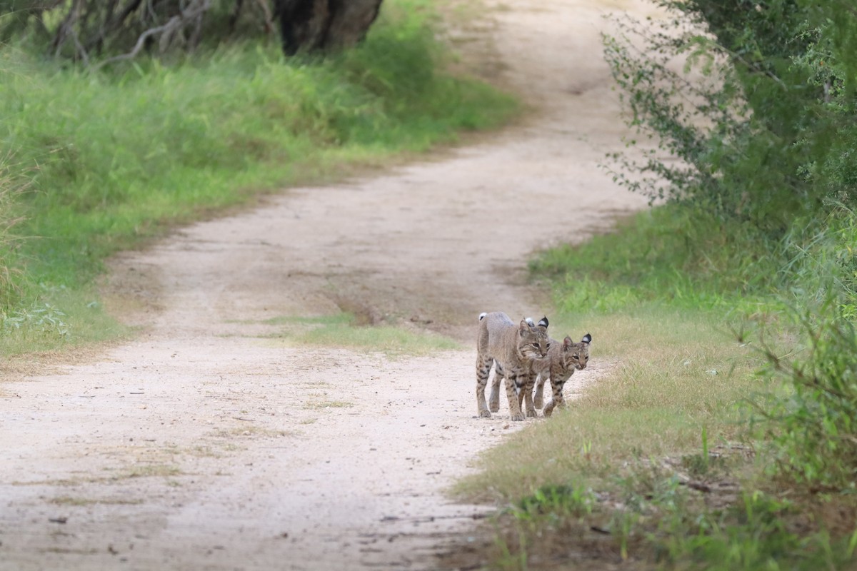 Bobcat - ML646270542