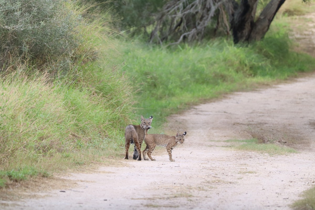 Animals - ML646270543