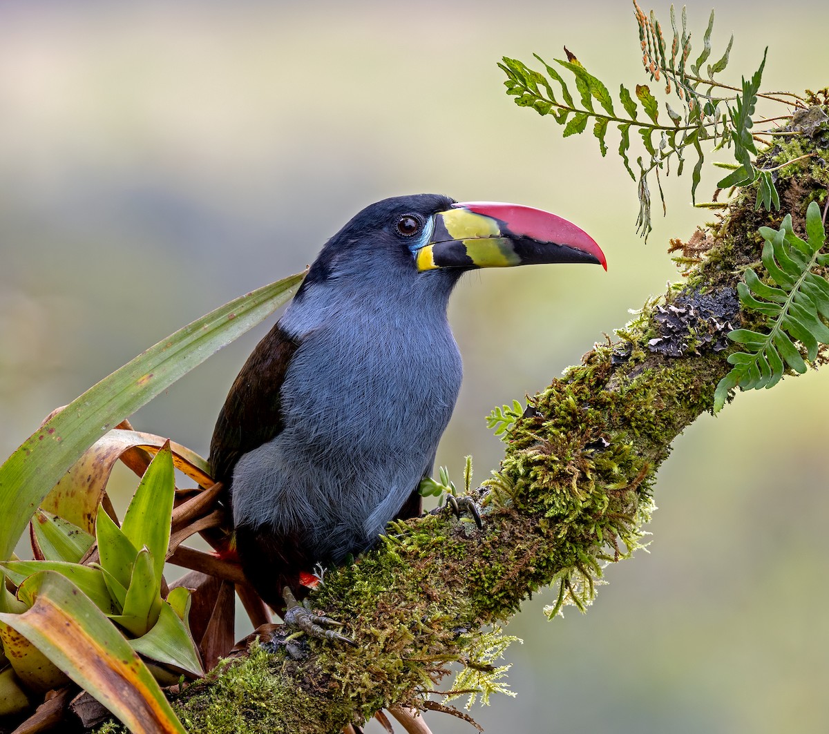 Tucán Pechigrís - ML646270545