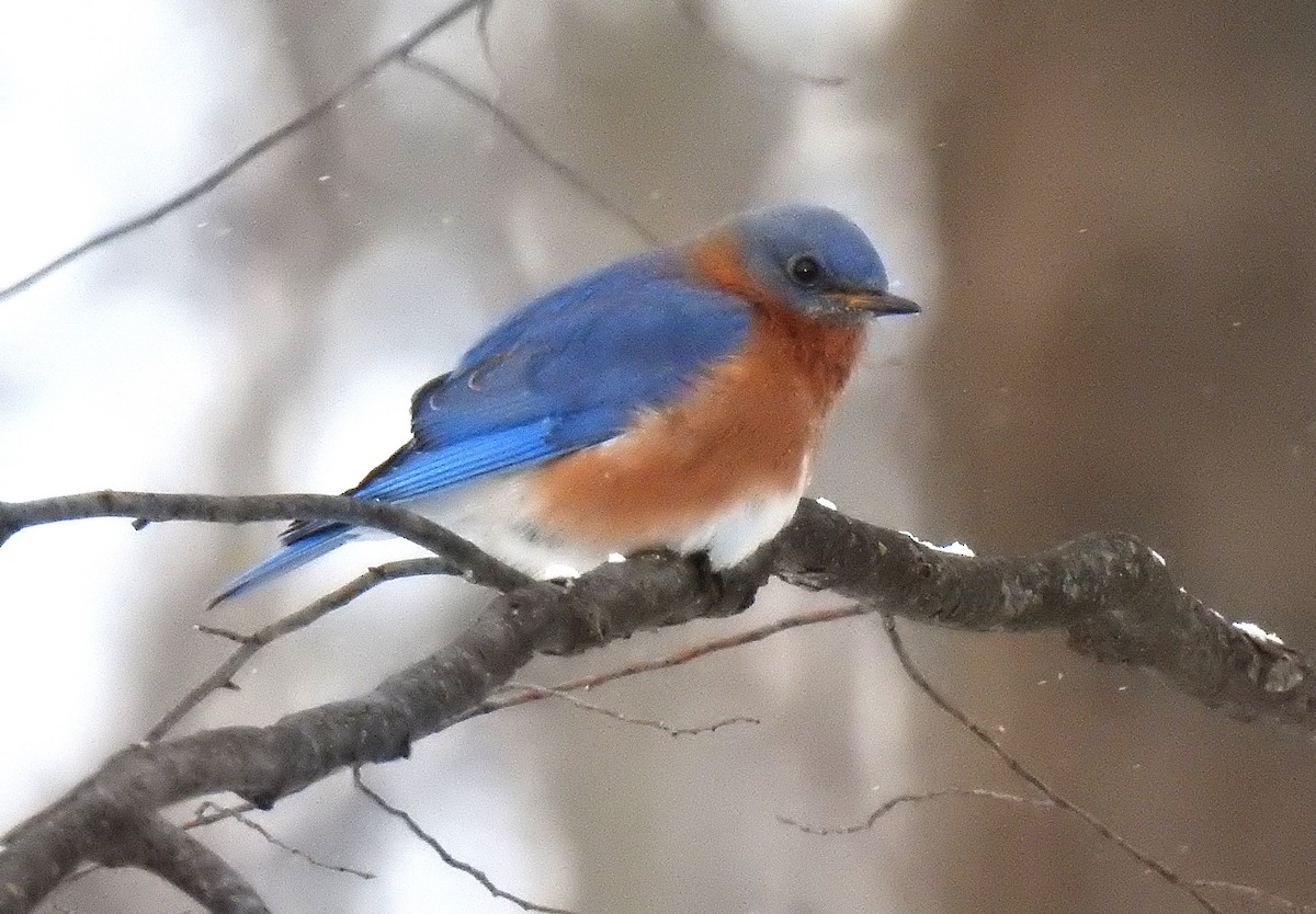 Eastern Bluebird - ML646270548