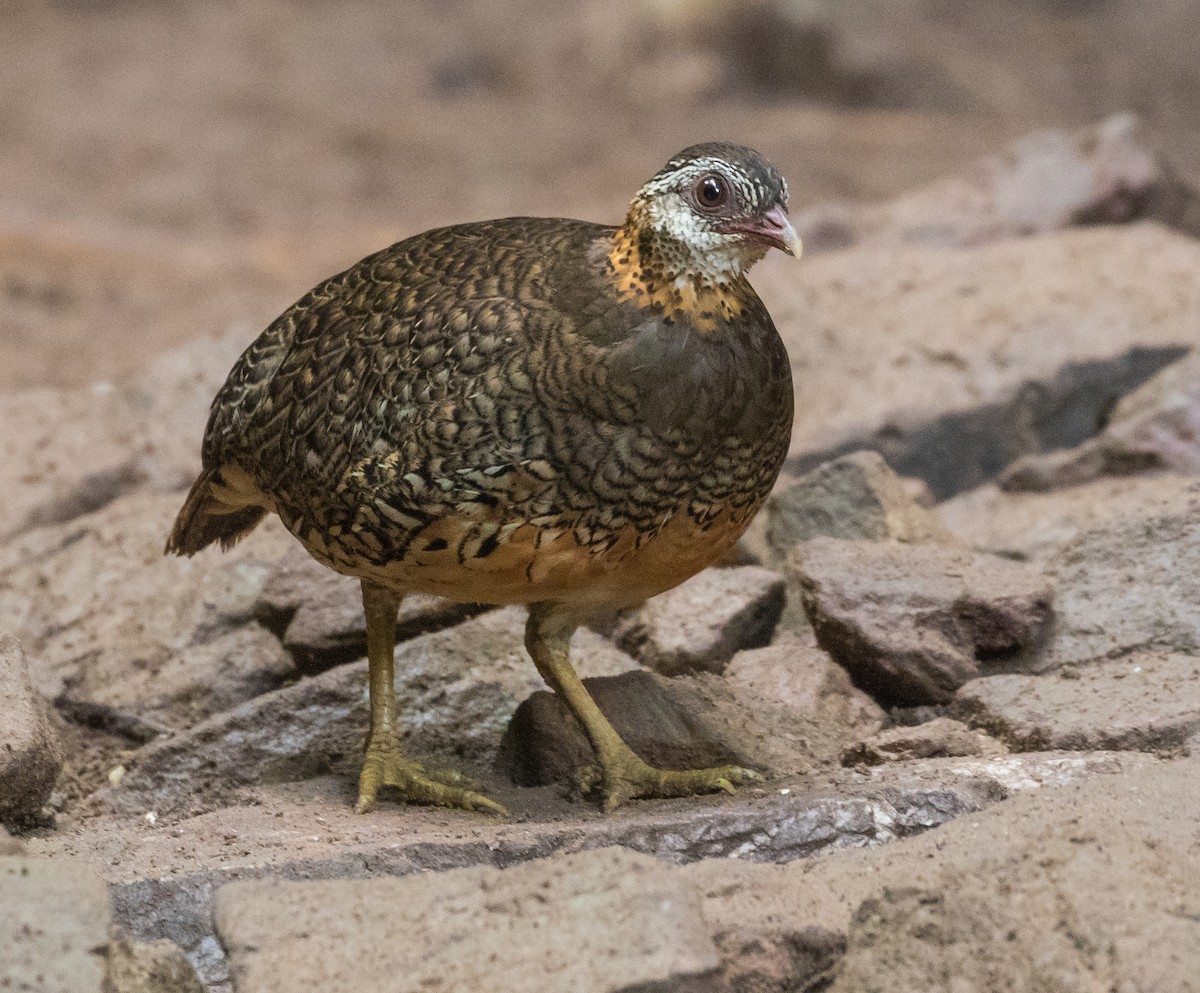 Scaly-breasted Partridge - ML646270551