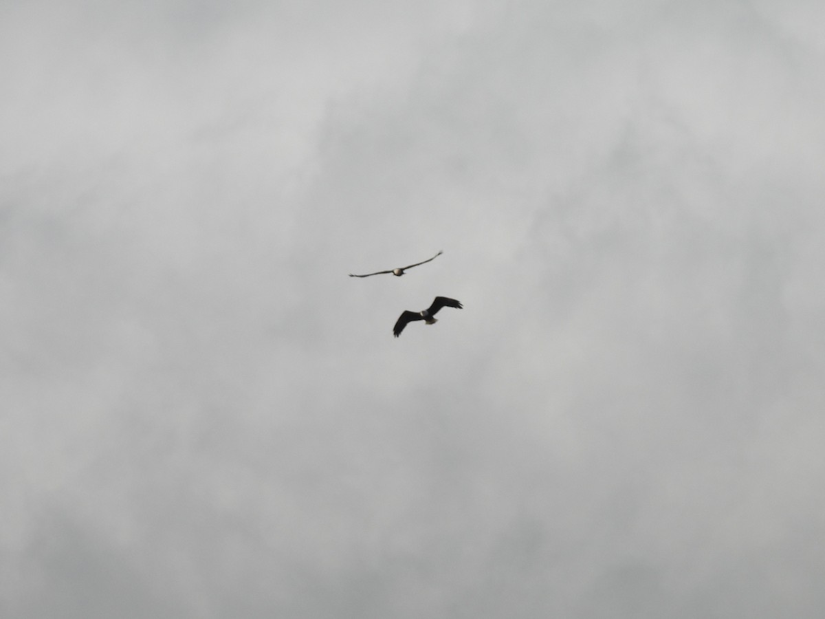 Bald Eagle - ML646270552