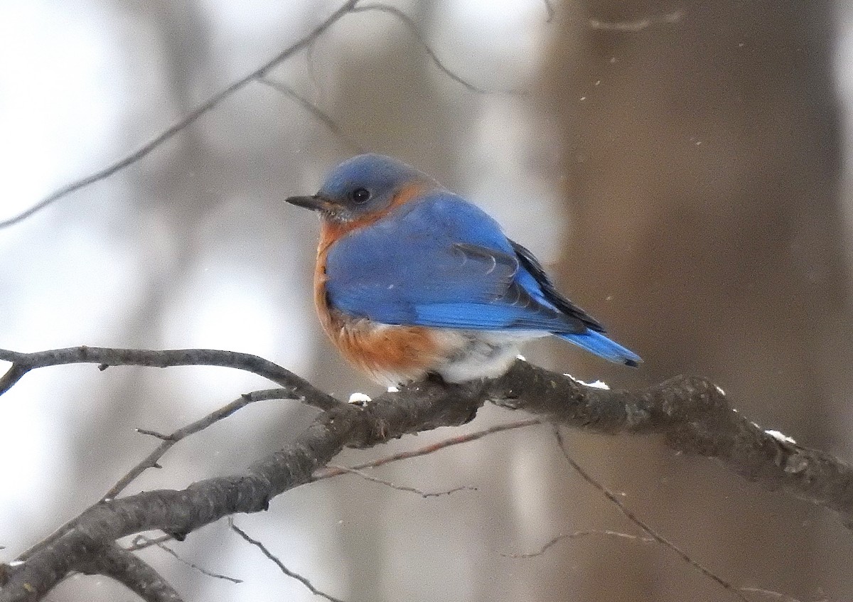 Eastern Bluebird - ML646270553