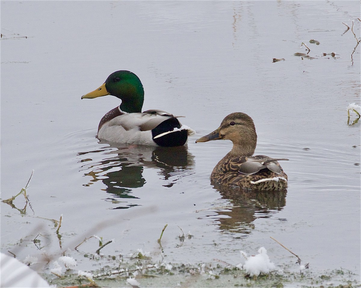 Mallard - ML646270554